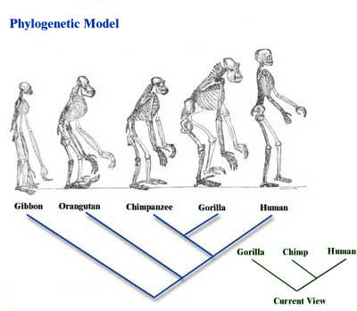 Fundamento de la psicofisiología, Neurodesarrollo y Sistema nervioso