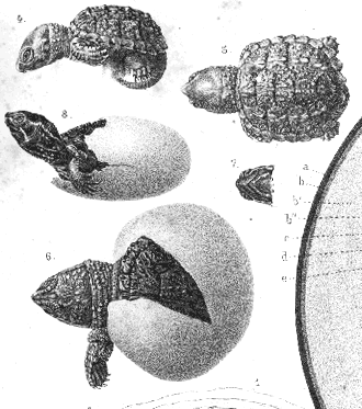 Fundamento de la psicofisiología, Neurodesarrollo y Sistema nervioso