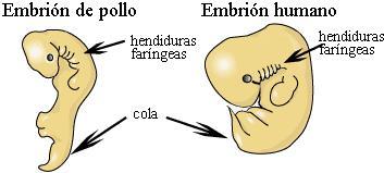 DESARROLLO HISTORICO DE LA PSICOFISIOLOGIA