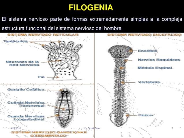 DESARROLLO HISTORICO DE LA PSICOFISIOLOGIA