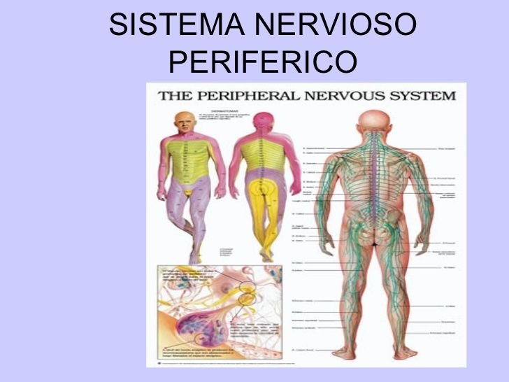 DESARROLLO HISTORICO DE LA PSICOFISIOLOGIA