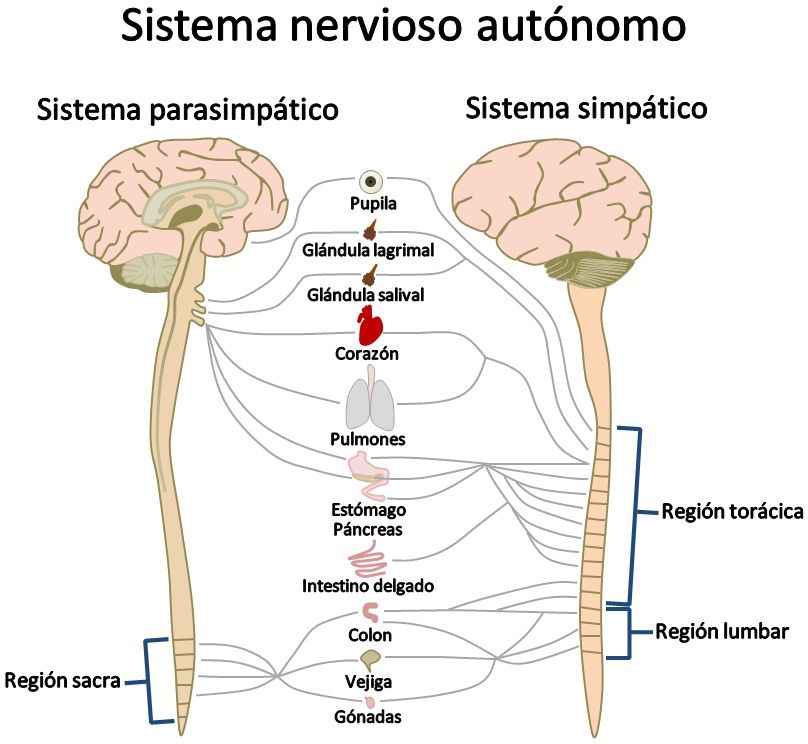 DESARROLLO HISTORICO DE LA PSICOFISIOLOGIA