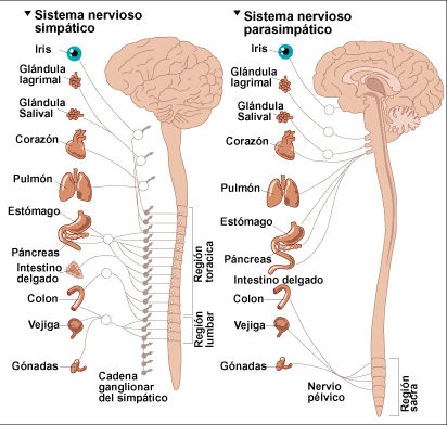 DESARROLLO HISTÓRICO DE LA PSICOFISIOLOGÍA
