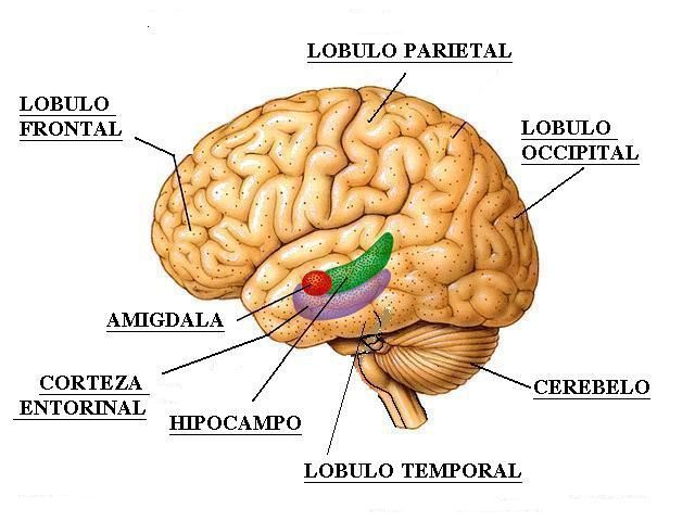 DESARROLLO HISTÓRICO DE LA PSICOFISIOLOGÍA