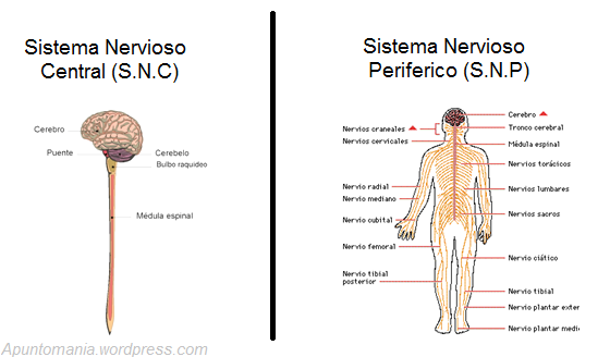Desarrollo Historico de la Psicofisiologia