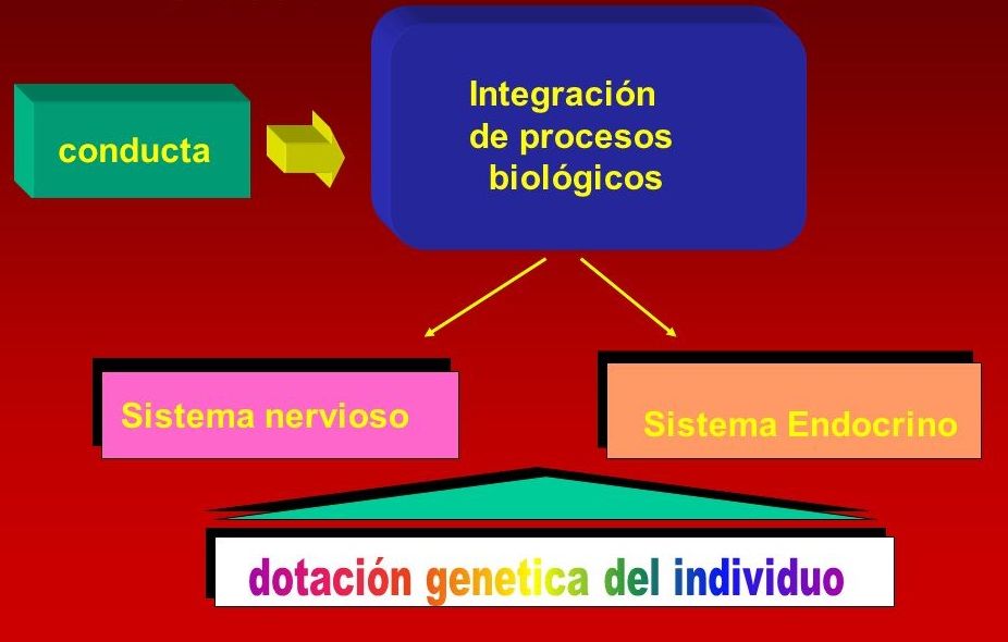 PSICOFISIOLOGIA POR LIZZET MONSALVE