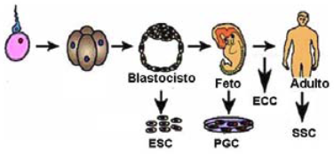 PSICOFISIOLOGIA POR LIZZET MONSALVE