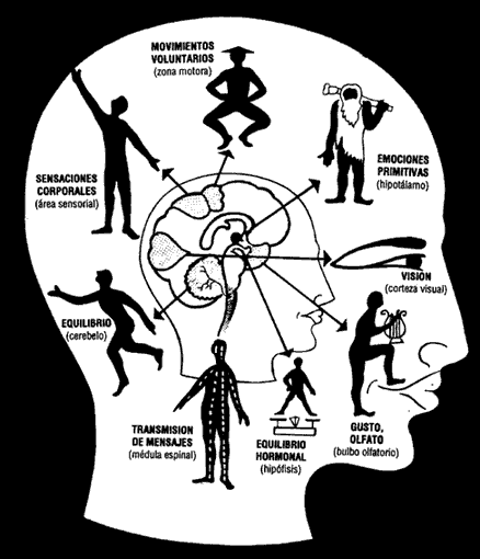 FUNDAMENTOS DE LA PSICOFISIOLOGÍA, NEURODESARROLLO Y SISTEMA NERVIOSO