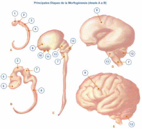 PSICOFISIOLOGIA POR LIZZET MONSALVE