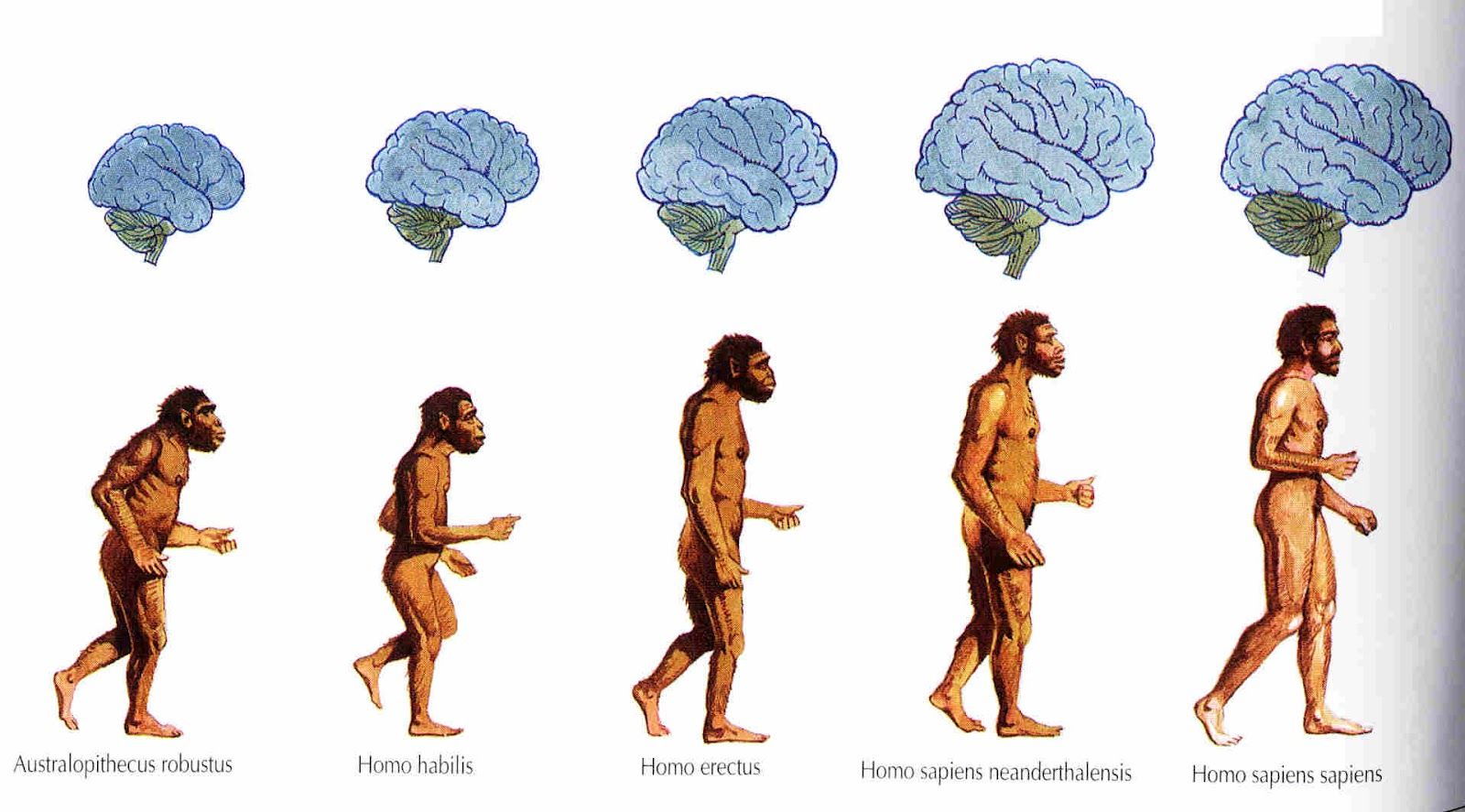 PSICOFISIOLOGIA POR LIZZET MONSALVE