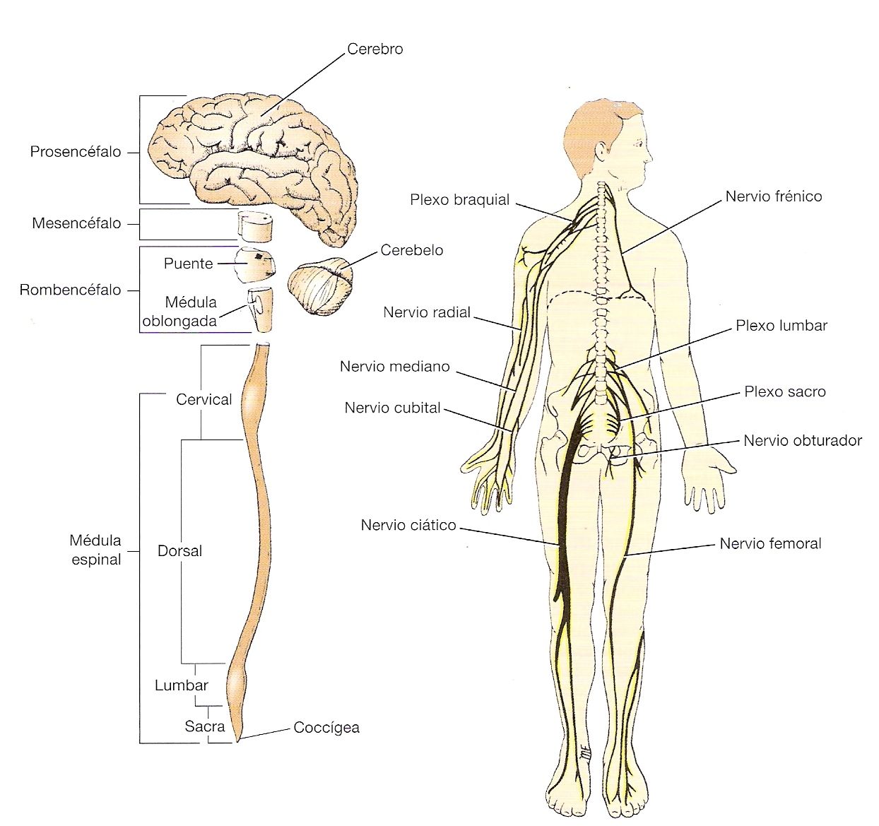 PSICOFISIOLOGIA POR LIZZET MONSALVE