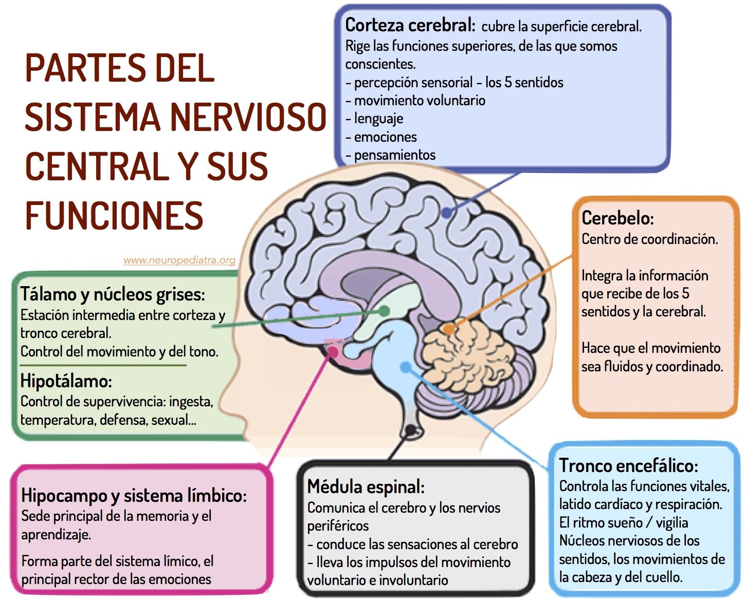 PSICOFISIOLOGIA POR LIZZET MONSALVE