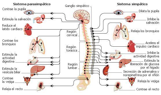 PSICOFISIOLOGIA POR LIZZET MONSALVE