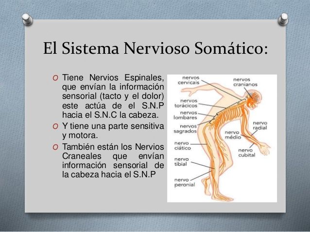 PSICOFISIOLOGIA POR LIZZET MONSALVE