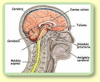 FUNDAMENTOS DE LA PSICOFISIOLOGÍA, NEURODESARROLLO Y SISTEMA NERVIOSO