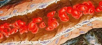 Adaptaciones Cardiovasculares en el ejercicio