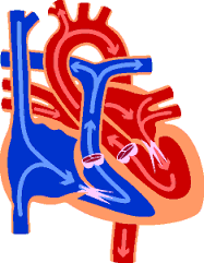 Adaptaciones Cardiovasculares en el ejercicio