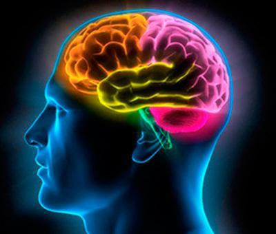 Fundamentos de la Psicofisiología, Neurodesarrollo y Sistema Nervioso.