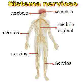 Fundamentos de la Psicofisiología, Neurodesarrollo y Sistema Nervioso.