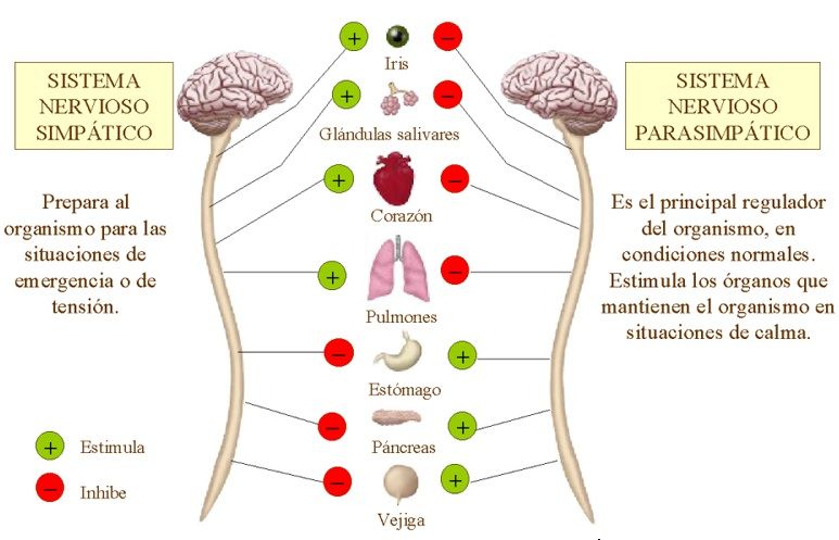 Fundamentos de la Psicofisiología, Neurodesarrollo y Sistema Nervioso.