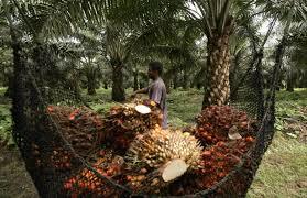 AGROPECUARIA SANTAMARIA Sembrando un futuro