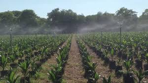 AGROPECUARIA SANTAMARIA Sembrando un futuro