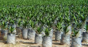AGROPECUARIA SANTAMARIA Sembrando un futuro