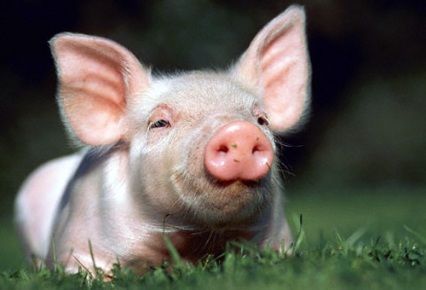 BENEFICIOS DE LOS ANIMALES A LOS SERES HUMANOS
