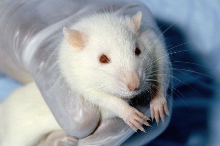 BENEFICIOS DE LOS ANIMALES A LOS SERES HUMANOS