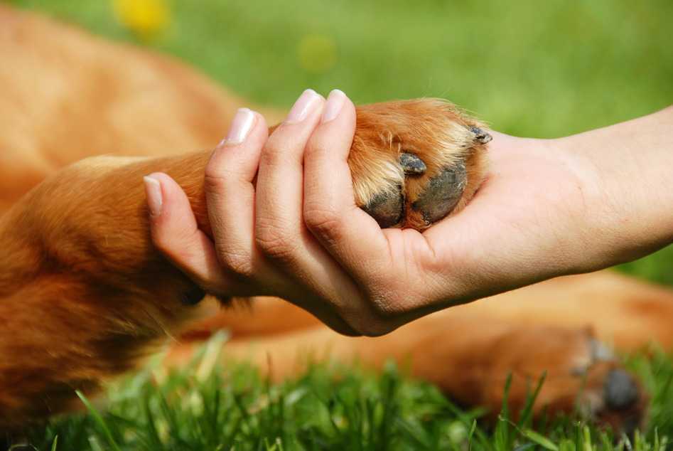 BENEFICIOS DE LOS ANIMALES A LOS SERES HUMANOS