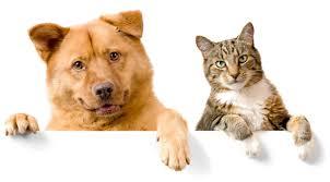 BENEFICIOS DE LOS ANIMALES A LOS SERES HUMANOS