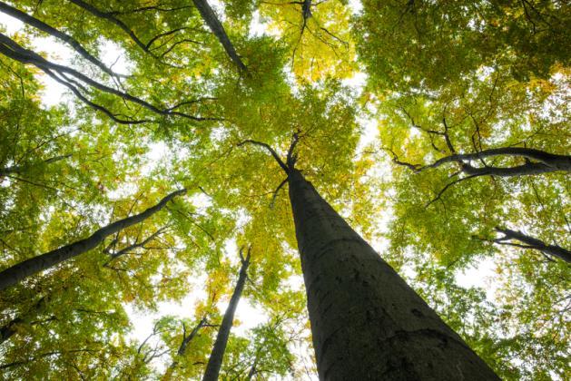 Ensino e pesquisa em gestão ambiental nos programas brasileiros de pós-graduação em administração.