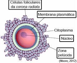 FERTILIZAÇÃO CLIVAGEM E IMPLANTAÇÃO