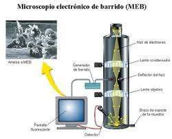 HISTORIA MICROSCOPIO