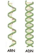 Moléculas Orgánicas