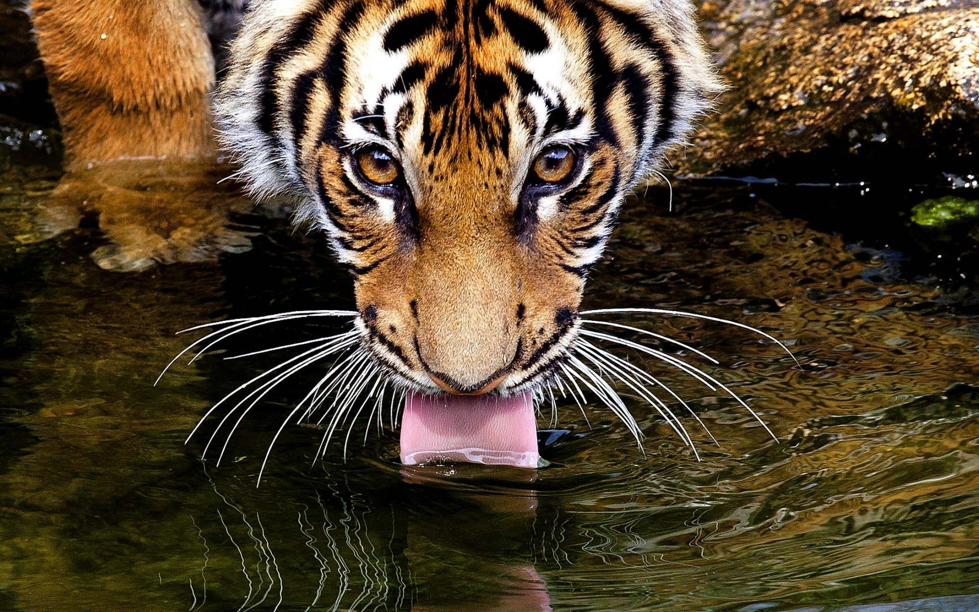 El AGUA