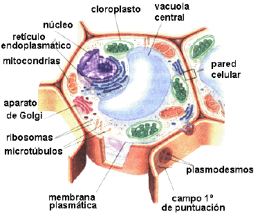Niveles de organización de la materia