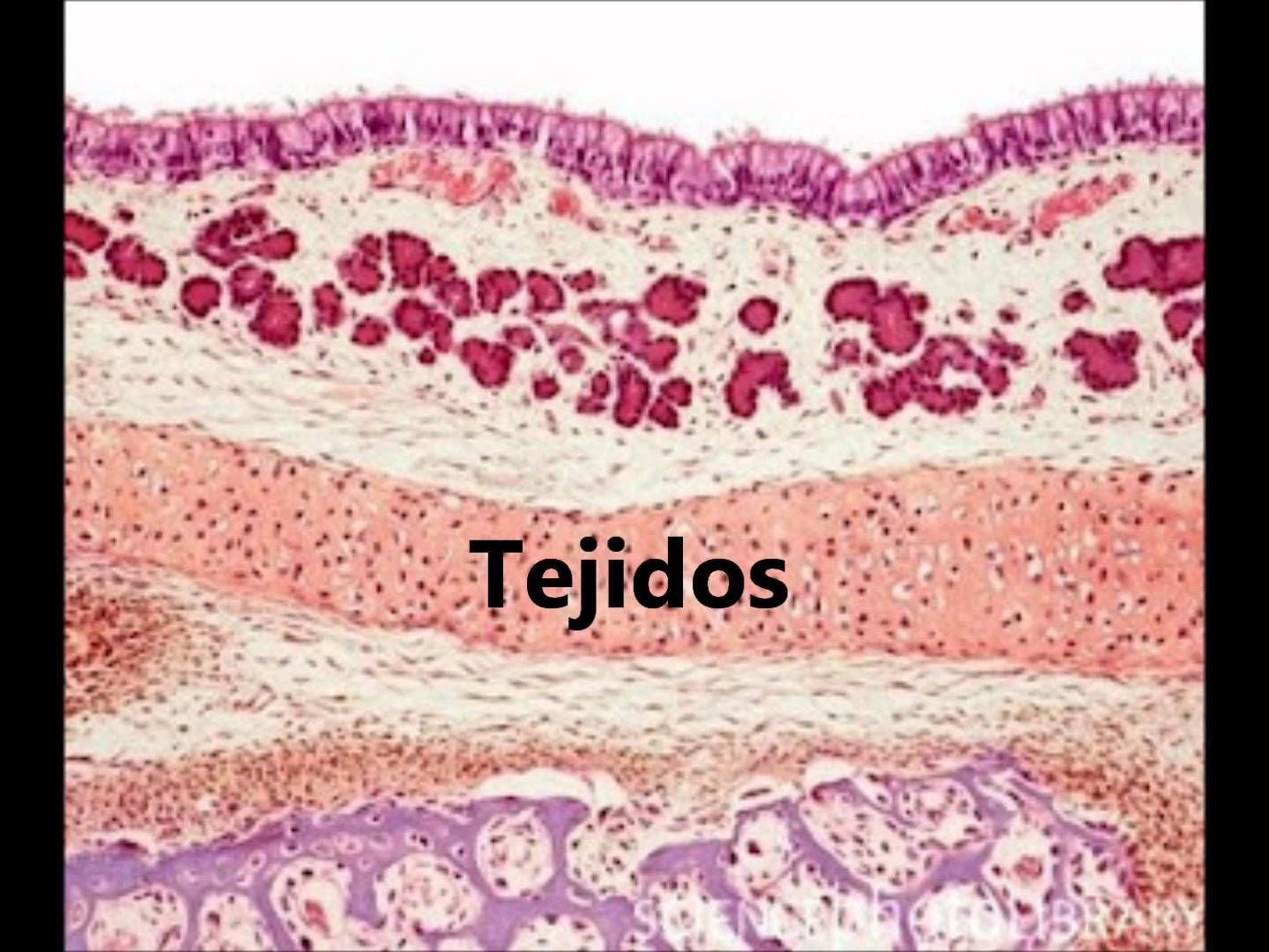 Niveles de organización de la materia
