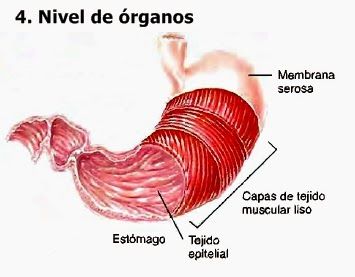 Niveles de organización de la materia