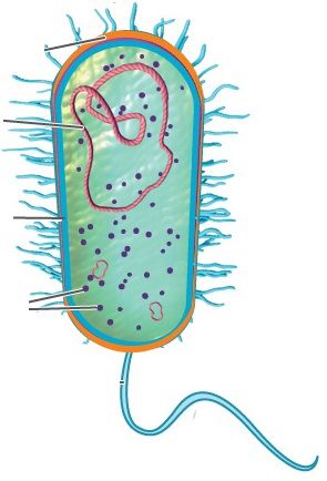 BACTERIAS