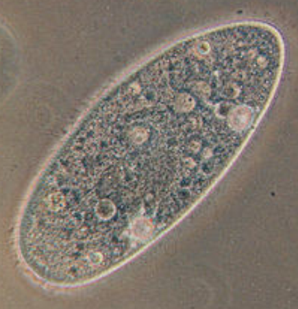 BACTERIAS