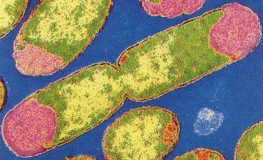 BACTERIAS