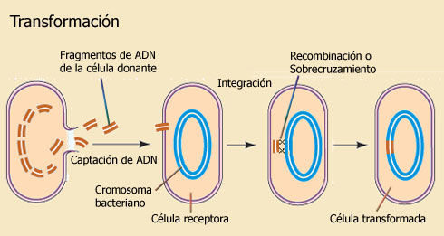 BACTERIAS