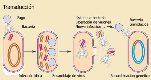 BACTERIAS