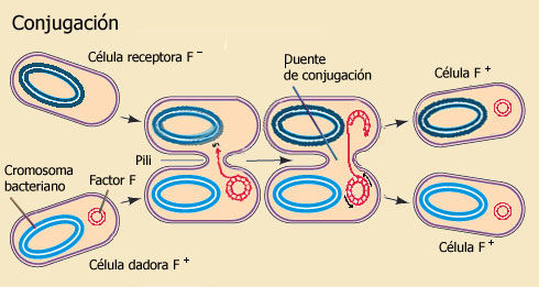 BACTERIAS