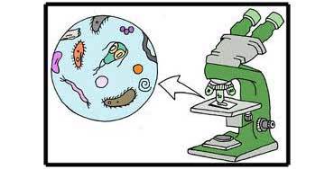 BACTERIAS