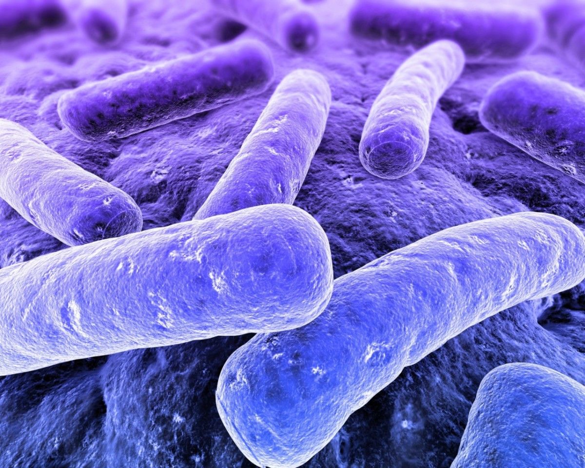 BACTERIAS