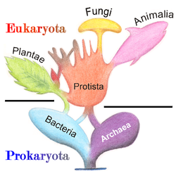 BACTERIAS