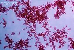 BACTERIAS