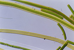 BACTERIAS